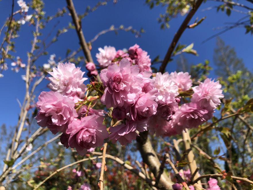 Prunus 'Kiku-shidare-zakura' Japanse Sierkers, Treurkers
