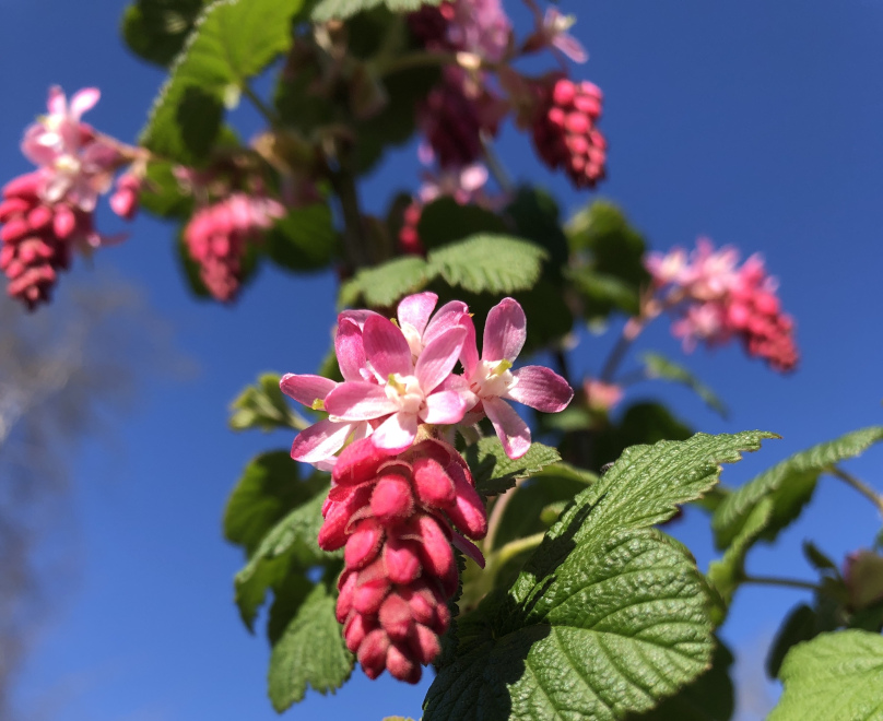 Ribes sanguineum 'King Edward VII' Ribes