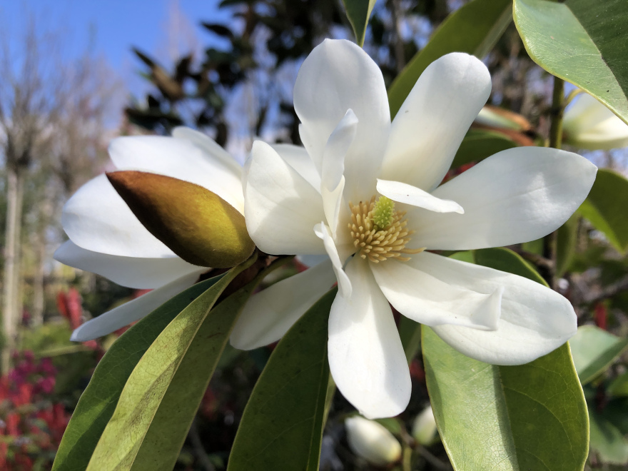Magnolia 'MicJur05' (Fairy Magnolia White, Fairy White) Witte Haagmagnolia