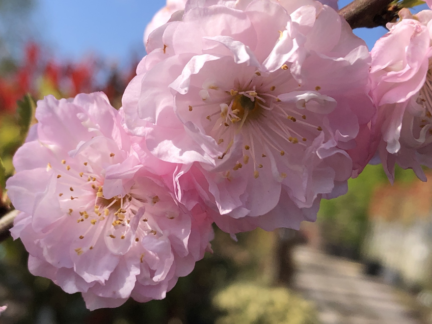 Prunus triloba Amandelboompje