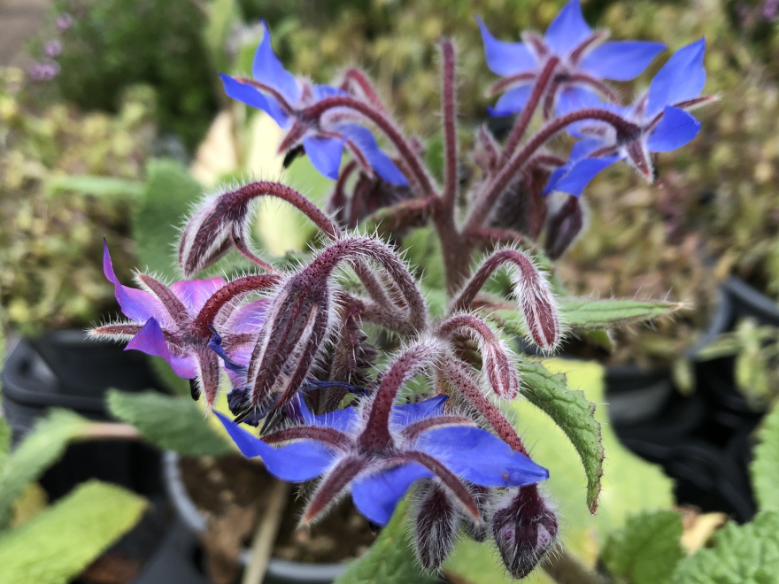 Borago officinalis Bernagie, Komkommerkruid