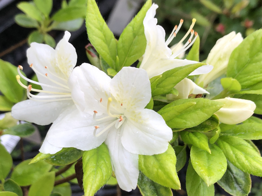 Rhododendron 'White Lady' 