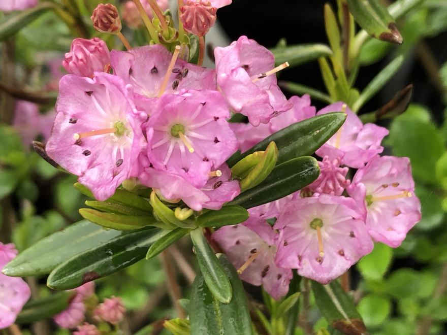 Kalmia polifolia Lepelboom