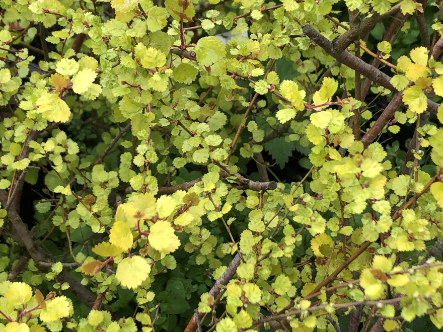 Betula nana 'Golden Treasure' Dwergberk, Poolberk, Gouden Berk