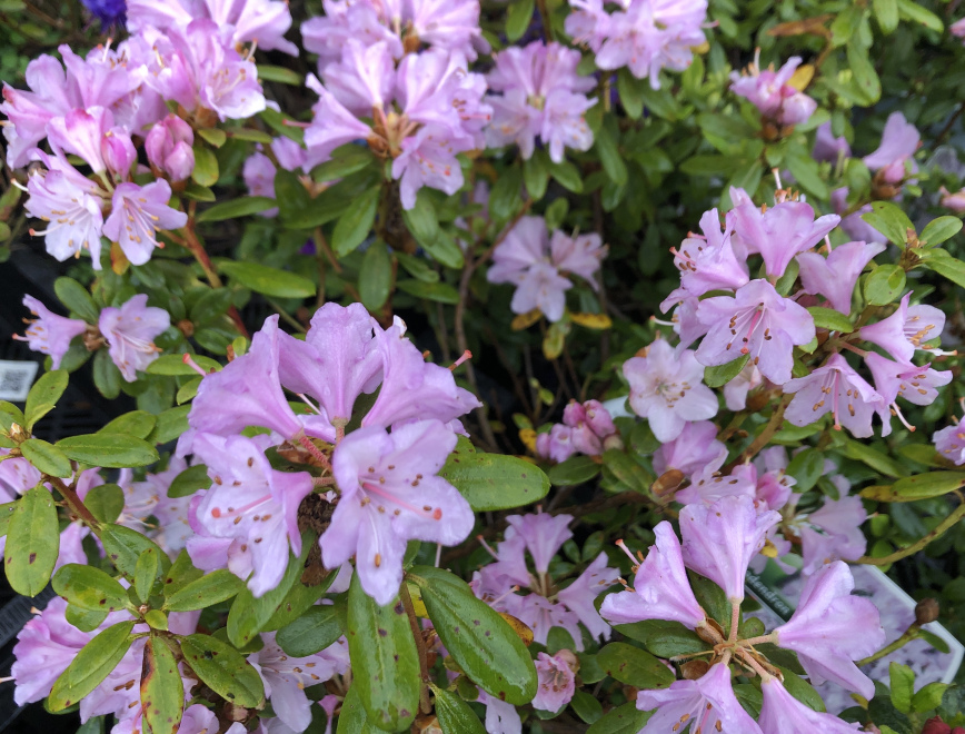 Rhododendron 'Snipe' Zachtroze / lila Dwergrhododendron