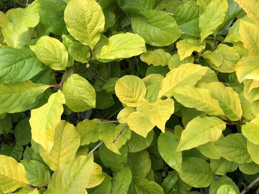 Syringa villosa 'Aurea' Chinese Sering