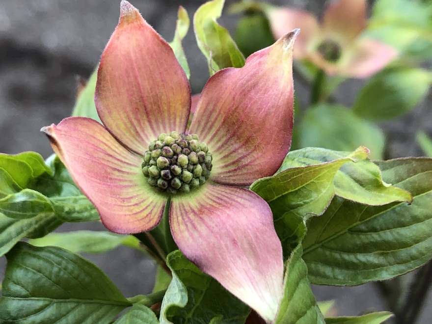 Cornus 'Rutgan' Stellar Pink Kornoelje