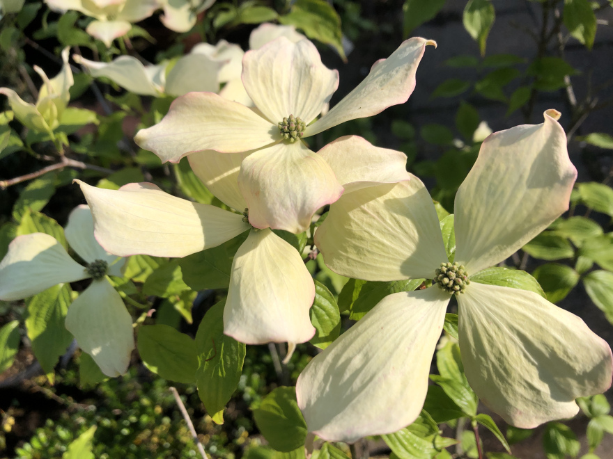 Cornus 'Rutfan' Stardust Kornoelje