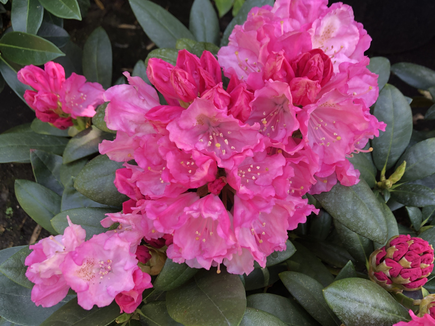 Rhododendron 'Polaris' Roze Yakushimanum Rhododendron