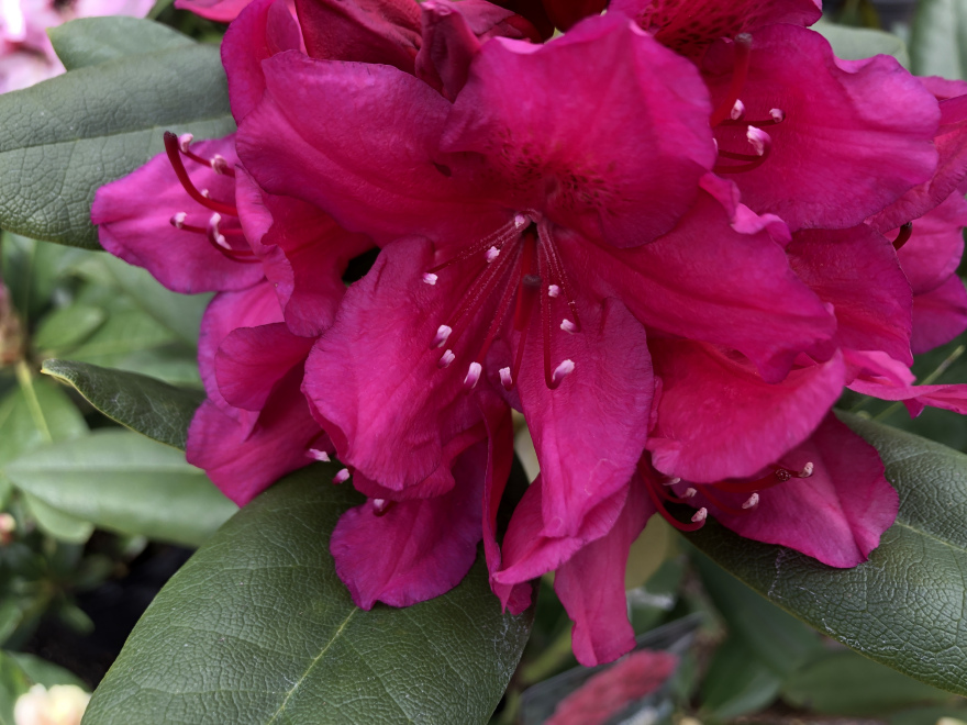 Rhododendron 'Dr H.C. Dresselhuys' Rhododendron Catawbiense groep