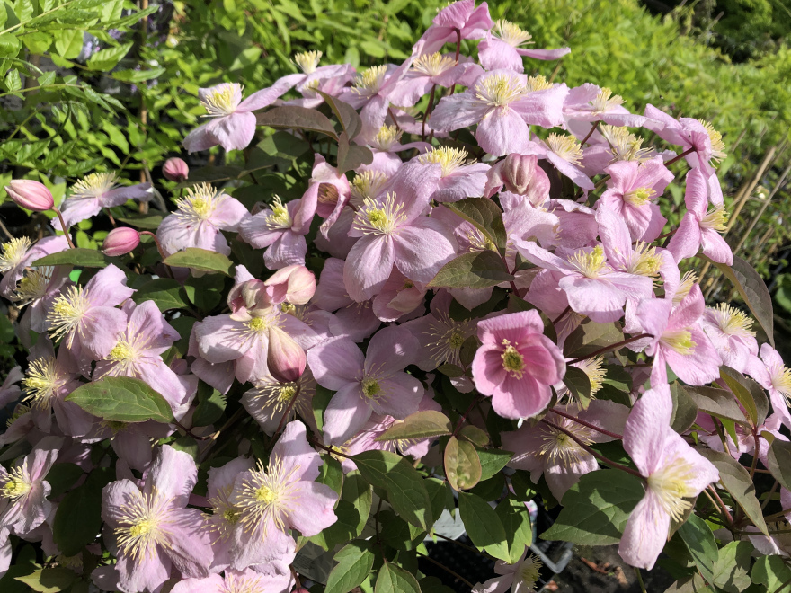 Clematis montana 'Superba' Roze Bosrank
