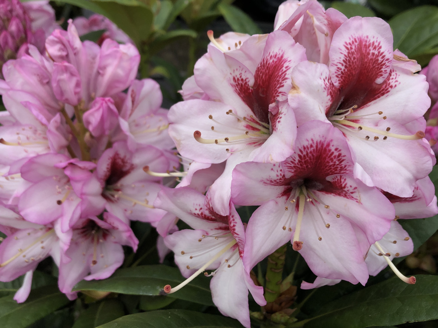 Rhododendron 'Cassata' Roze Rhododendron