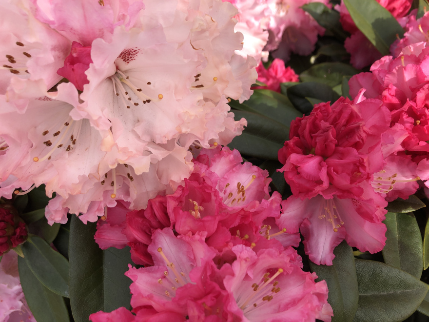 Rhododendron 'Arabella' Roze Yakushimanum Rhododendron
