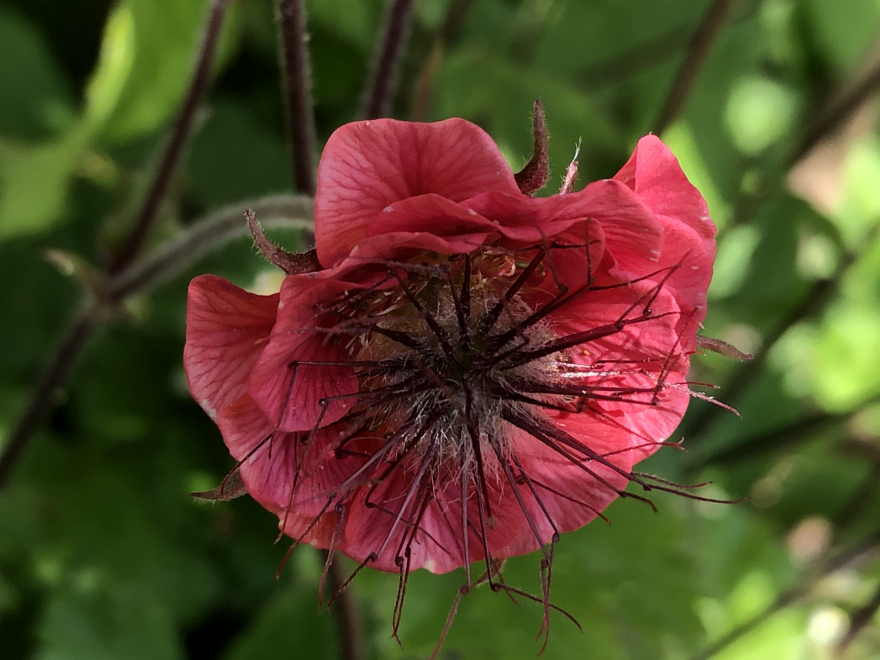 Geum rivale Knikkend Nagelkruid