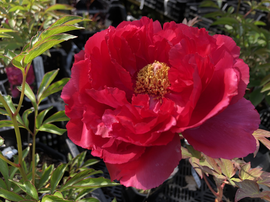 Paeonia suffruticosa (rood) Gewone Boompioen, Pioenroos