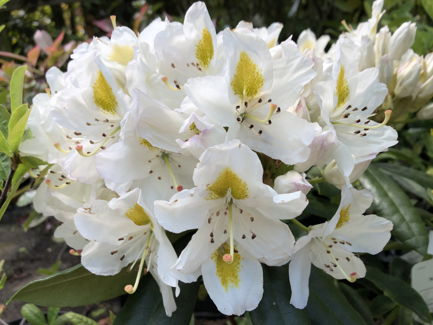 Rhododendron 'Madame Masson' Rhododendron
