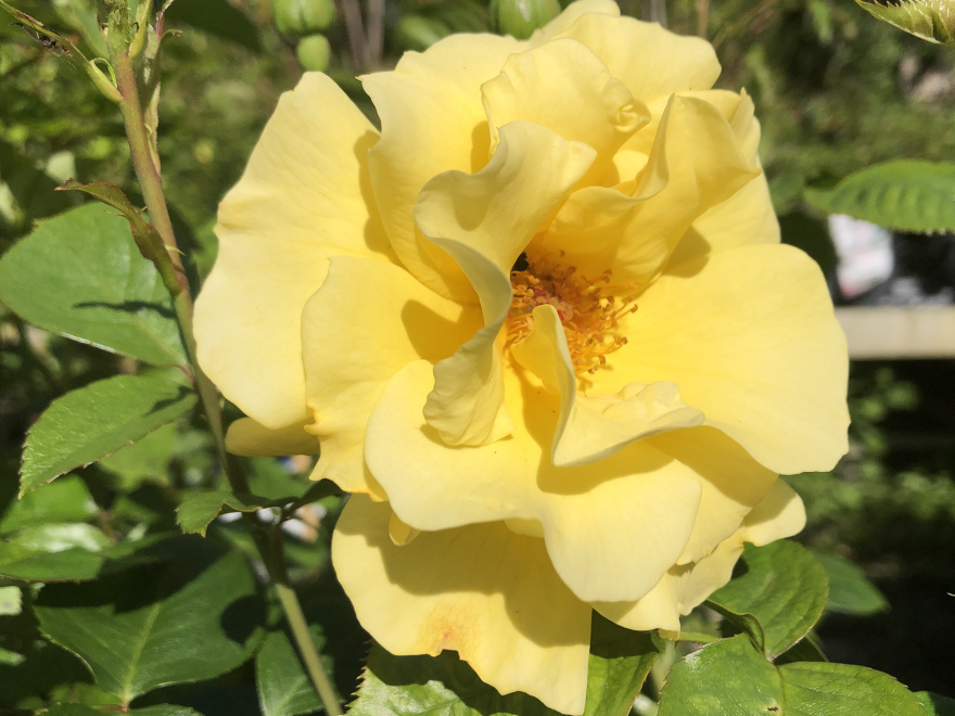 Rosa 'Gardener's Glory'  Chewability SpelarosaÂ® Gele Klimroos