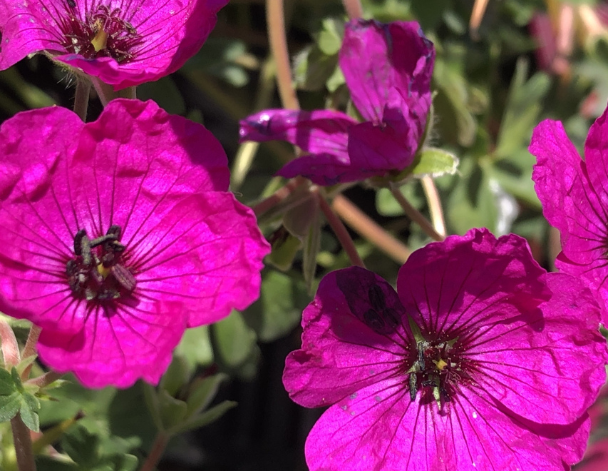Geranium cinereum var. subcaulescens Roze Ooievaarsbek