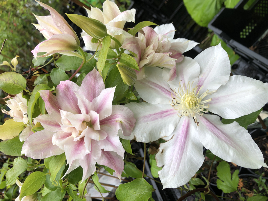 Clematis 'Andromeda' 