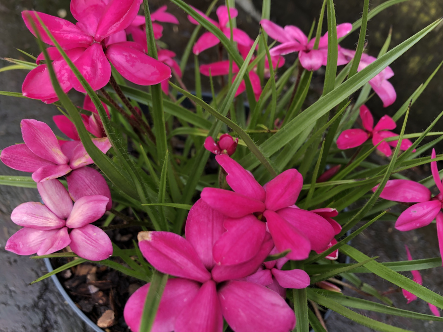 Rhodohypoxis 'Beverly' (syn. Rhodoxis 'Beverly') Roze Sterretjesgras, Rotstuinplant