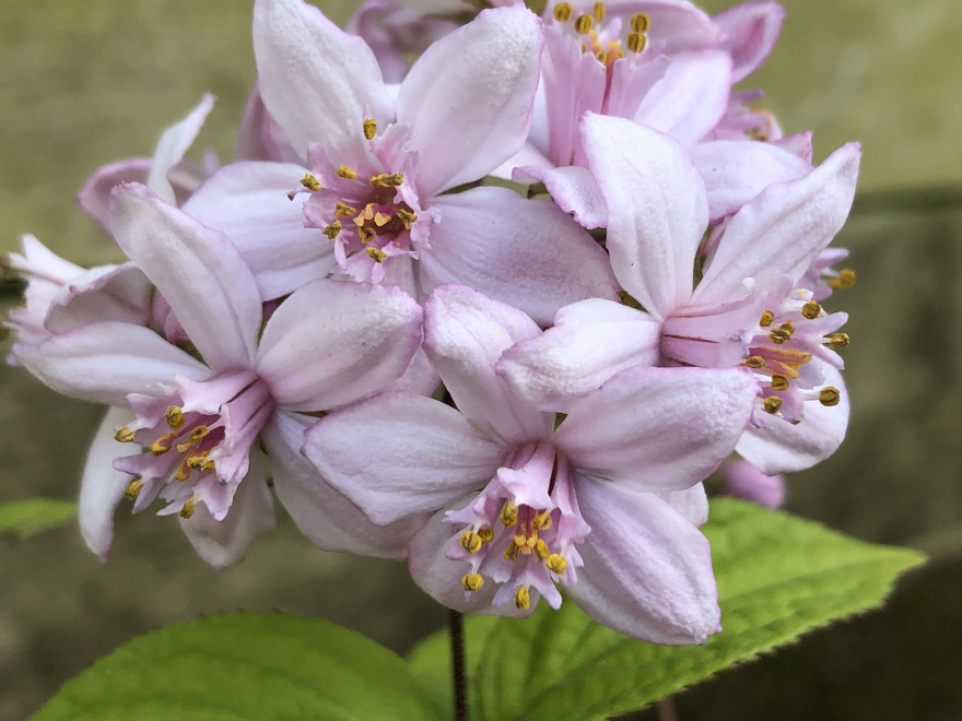 Deutzia hybrida 'Mont Rose' Bruidsbloem