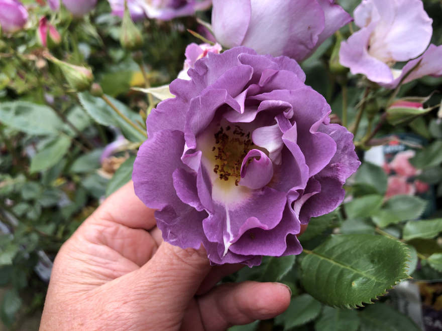 Rosa 'Pejamblu' (Blue for You) struikroos