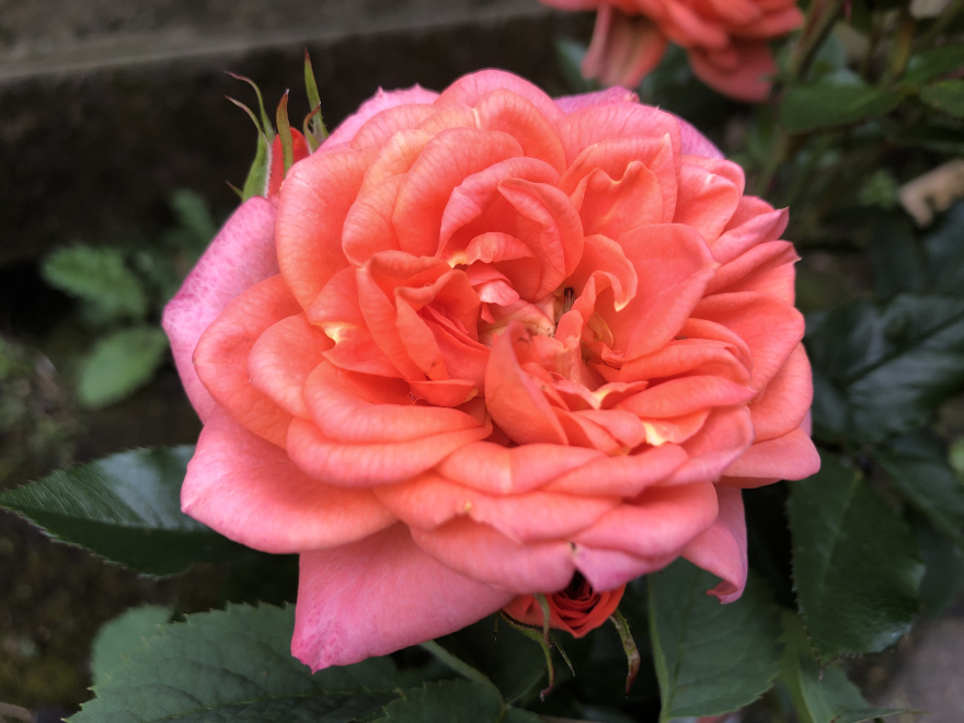 Rosa 'Tanattenin' (Ninetta) Oranje Trosroos