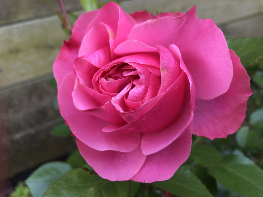 Rosa 'Meiangele' (Leonardo Da Vinci) trosroos) 