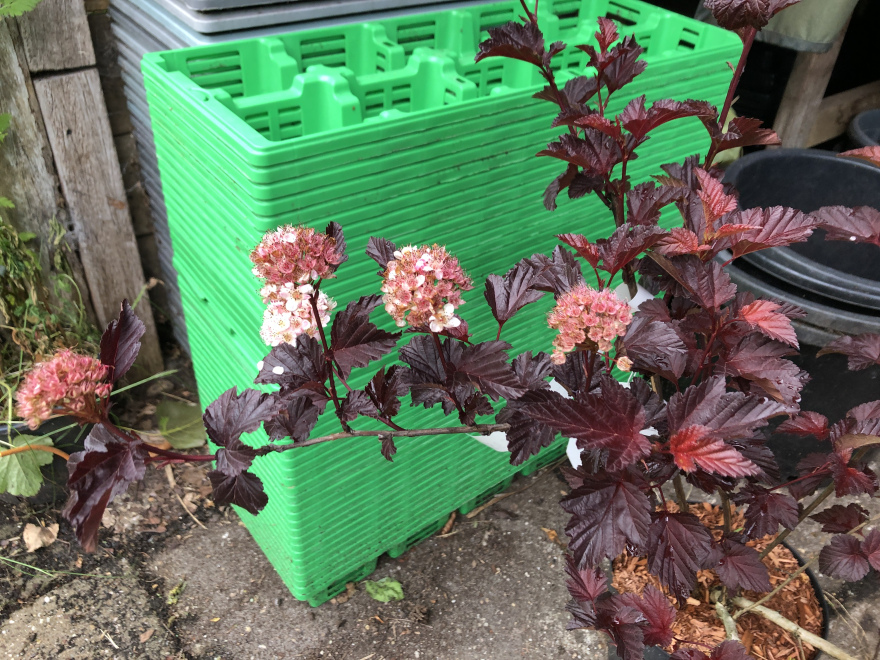 Physocarpus opulifolius 'Seward' (Summer Wine) Donkerbladige Blaasspiraea