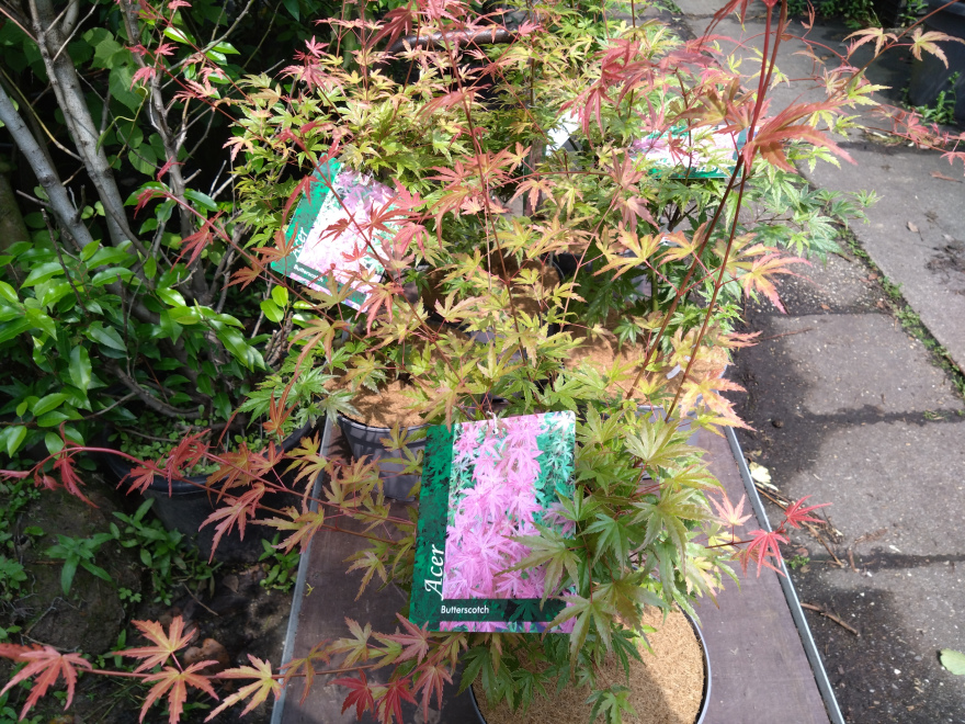 Acer palmatum 'JWW8' (Butterscotch) Japanse Esdoorn