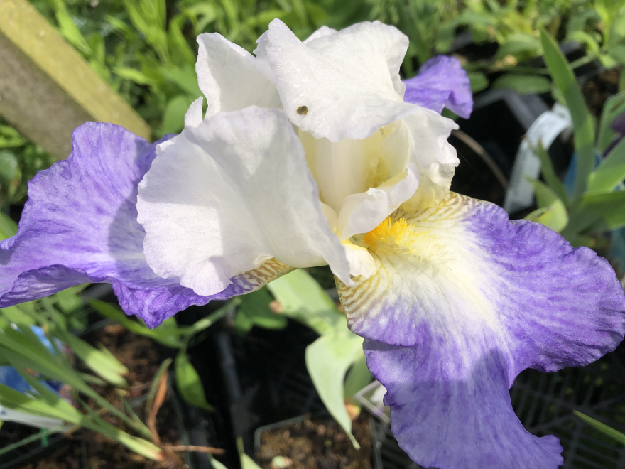 Iris 'Mission Ridge' Blauwwitte Baardiris, Zwaardlelie