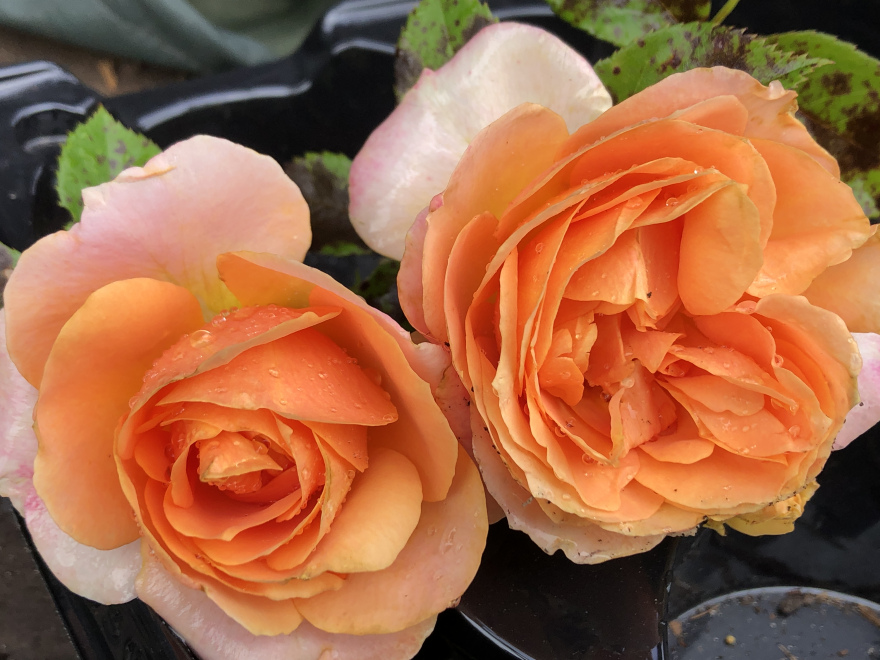 Rosa 'Poulcas047'PBR (Caerphilly) Abrikooskleurige Grootbloemige Trosroos