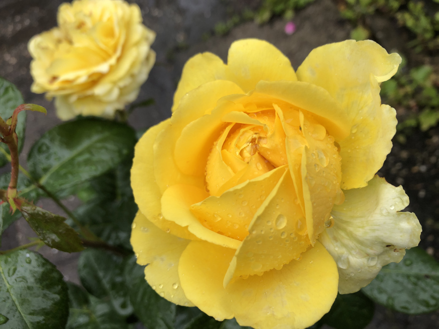 Rosa 'Poulreb'  (Marselisborg) Gele GrootbloemigeTrosroos