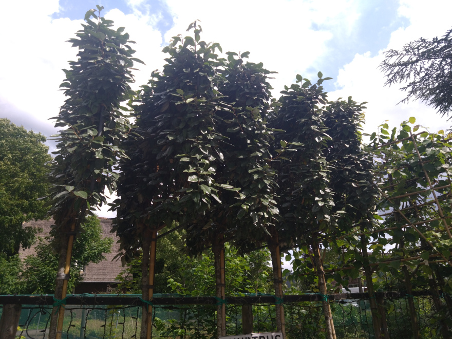 Elaeagnus ebbingei (Wintergroene Lei-Elaeagnus) Olijfwilg