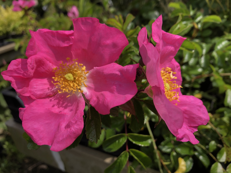 Rosa 'Max Graf' Donkerroze Bottelroos