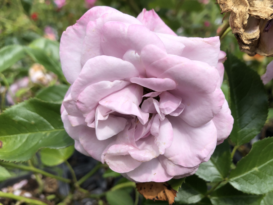 Rosa 'Korcharblu' Nautica® (struikroos) Trosroos, lichtviolet 