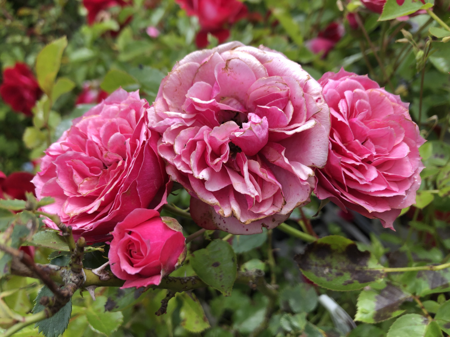 Rosa 'Tanybab' (Pink Babyflor) Roze Trosroos, Struikroos
