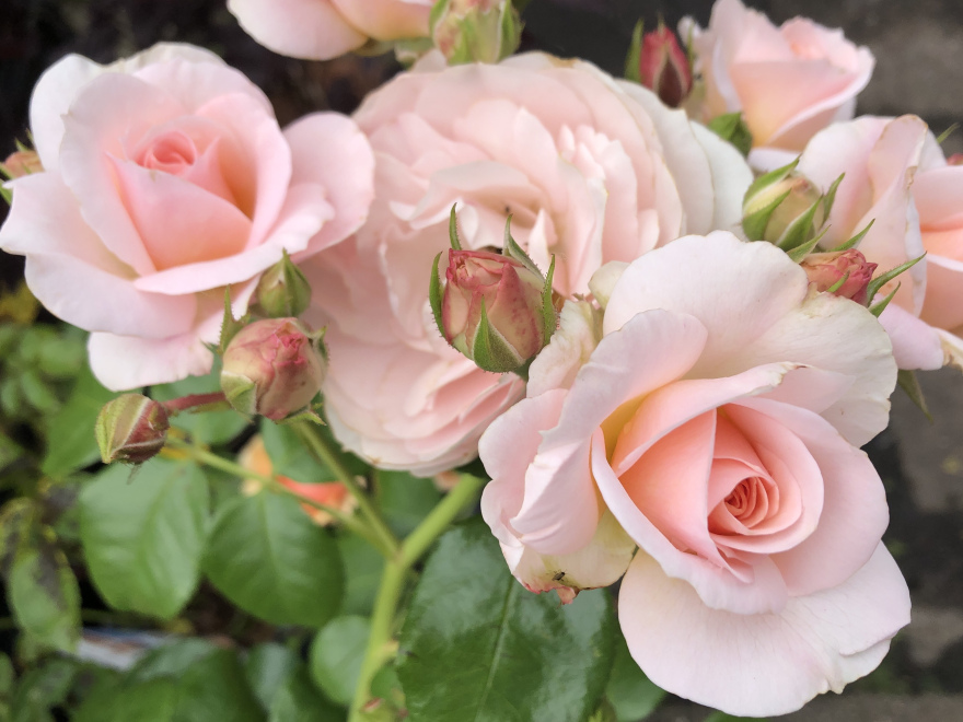 Rosa 'TAN05415' (Sirius, Martin Luther Rose) Zalmwitte Trosroos