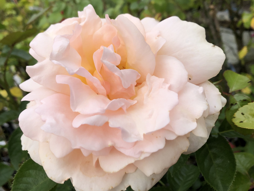 Rosa 'Bold and Beautiful'  (Chewhyteach)  Perzikkleurige Klimroos