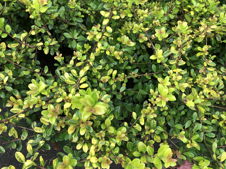 Ilex crenata 'Golden Gem' Japanse Hulst