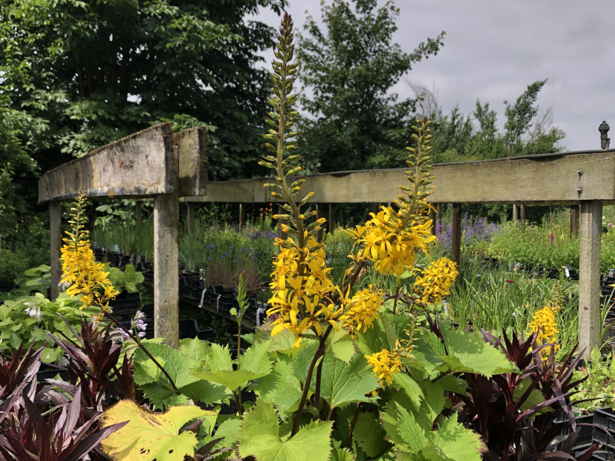 Ligularia stenocephala 'The Rocket' (syn. Senecio stenocephalus) Kruiskruid