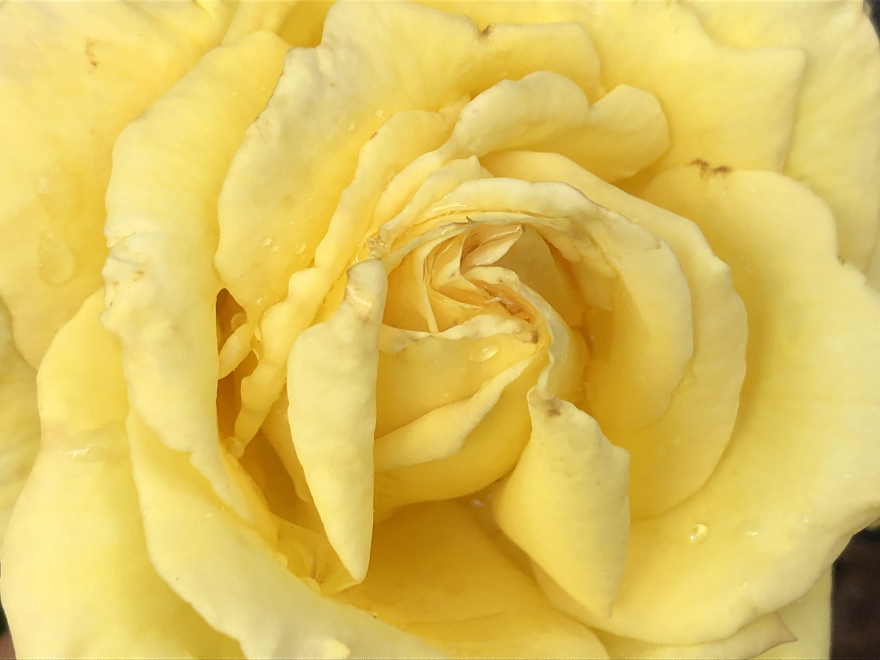 Rosa 'Sunsilk' Gele Roos