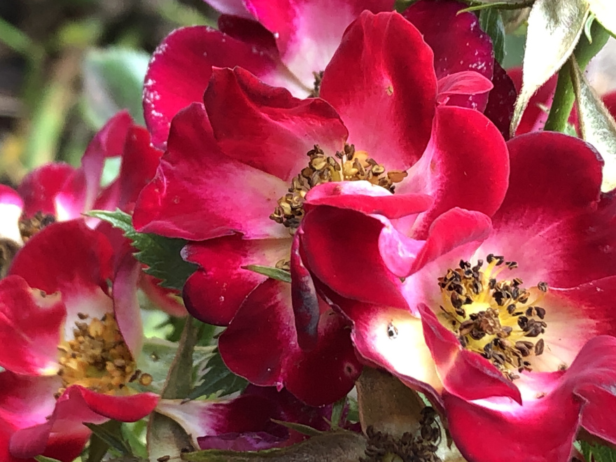ROSA ‘GEUS1713’ (EVERGLOW RUBY) Roodwitte Heesterroos