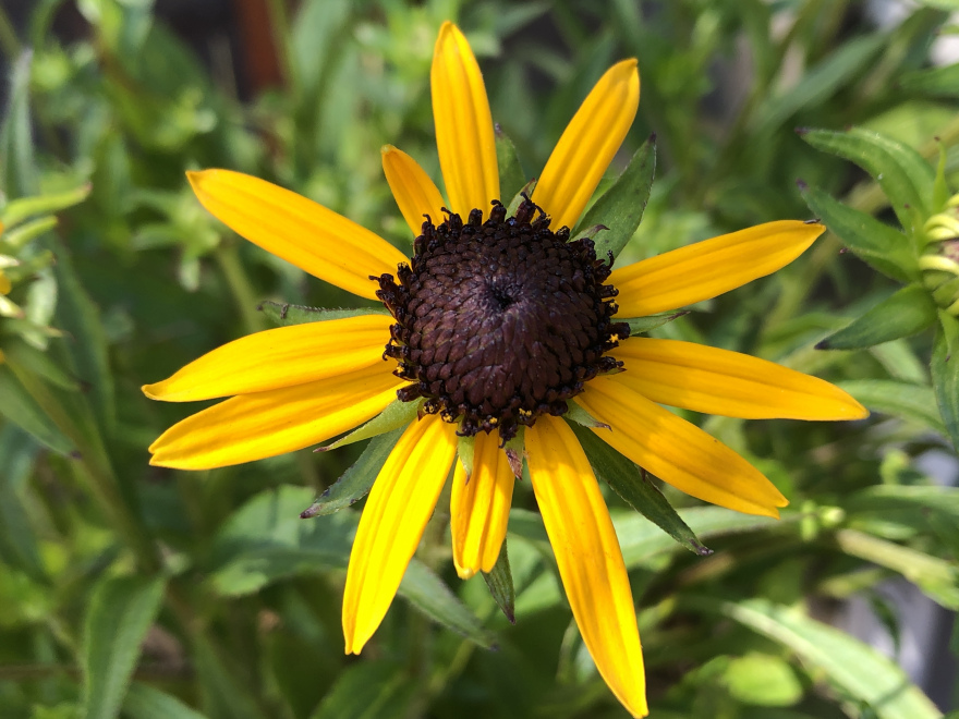 Rudbeckia fulgida 'Sun Ka-Ching' Zonnehoed