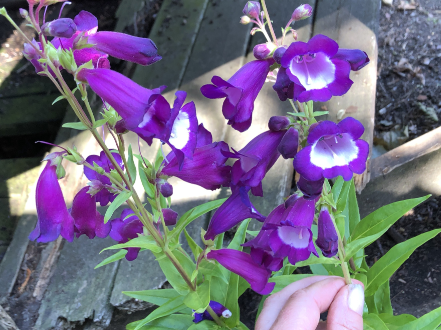 Penstemon 'Purple Passion' Schildpadbloem