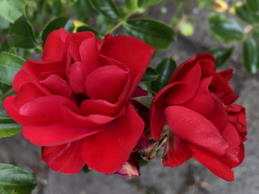 Rosa 'Noa83100b' (Sorrento, Kadora) Flower Carpet