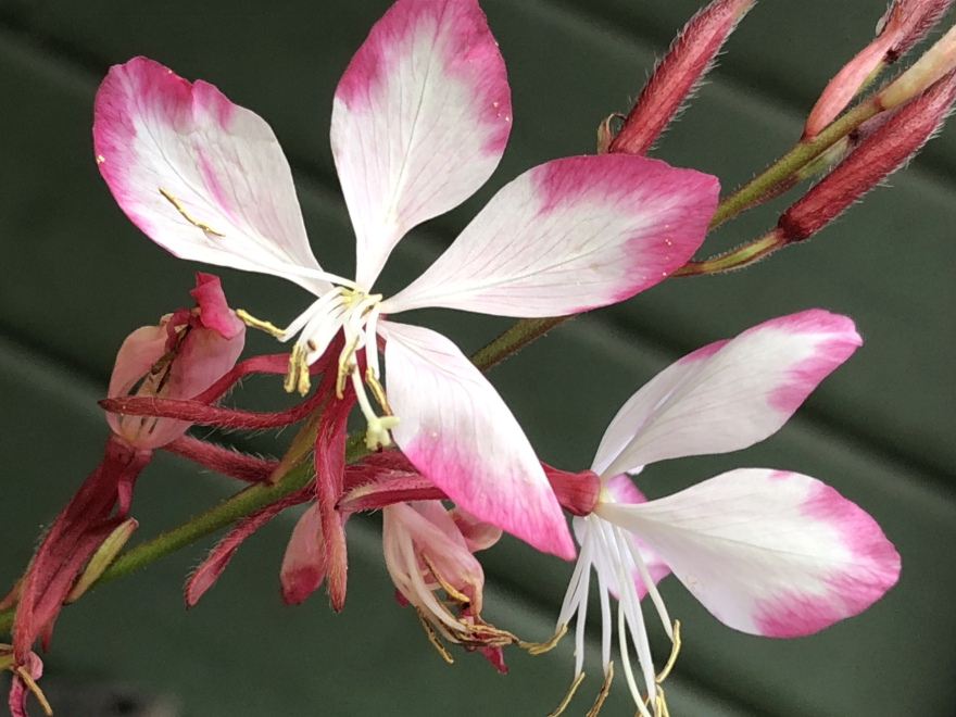 Gaura lindheimeri 'Florgaulipi' (Gaudi Light Pink) Roze Prachtkaars
