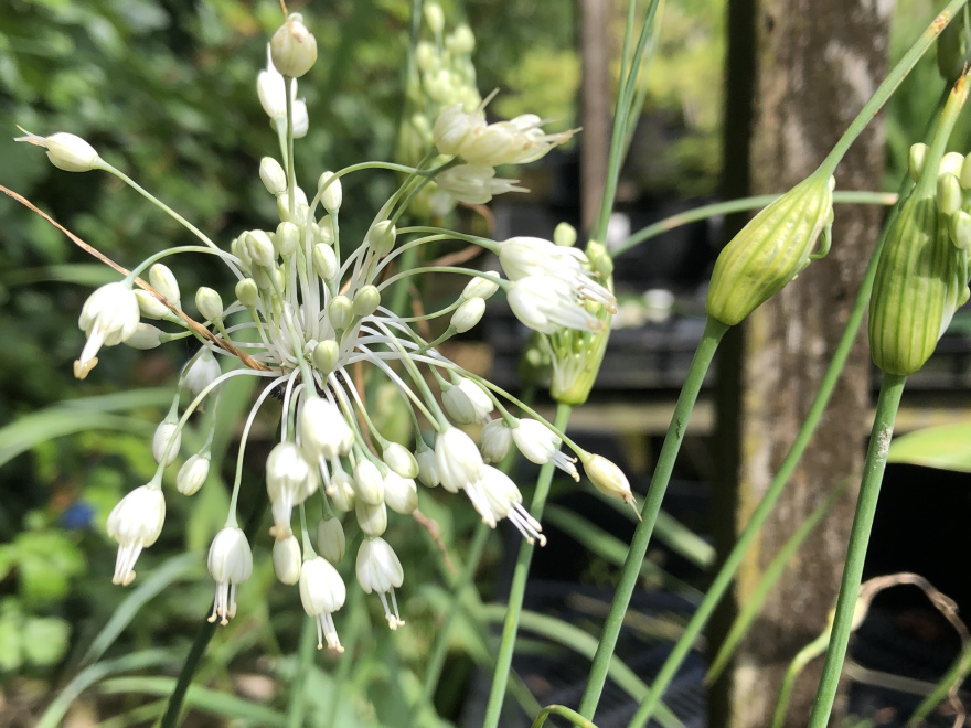 Allium spp 'Pulchella Album' Sierui