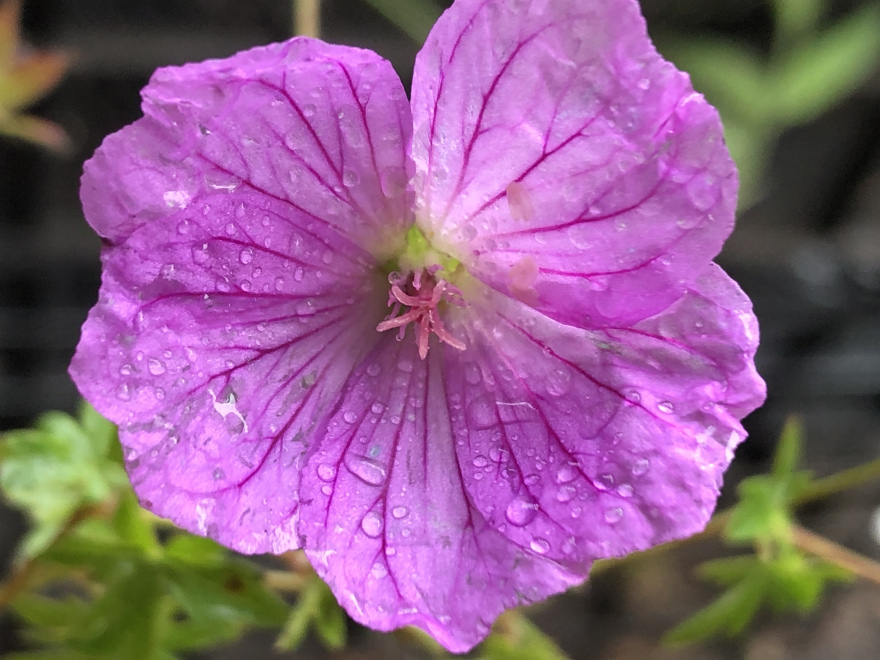Geranium 'Blushing Turtle' Ooievaarsbek