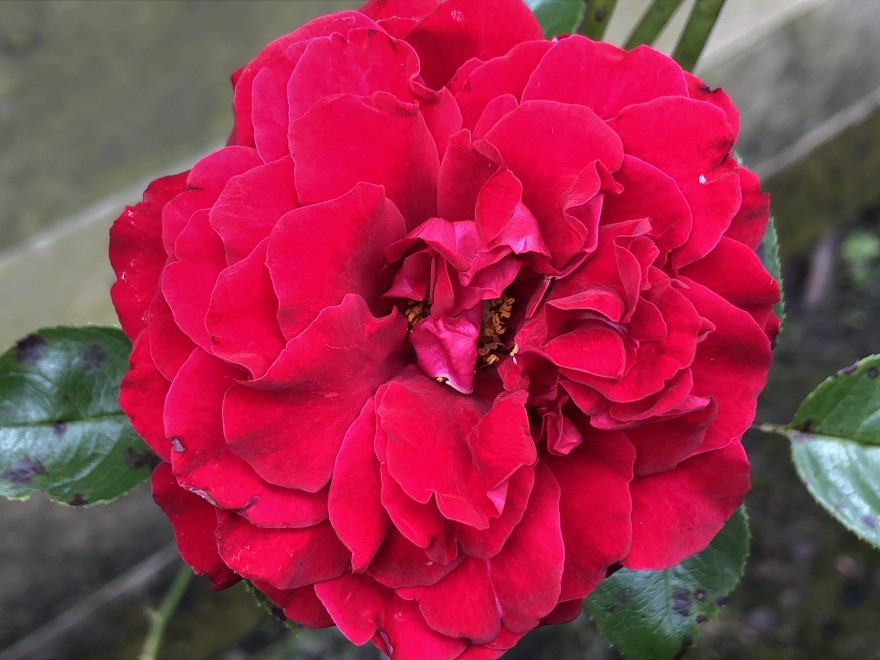 Rosa 'Poulcy014' (Grand Award) Courtyard  Rode Klimroos